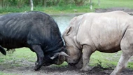Clip: Trận chiến cực căng giữa trâu rừng với tê giác