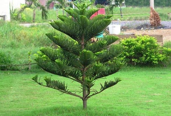 Trồng cây trước nhà không đúng cách, vận xấu bủa vây khiến tài lộc, sức khỏe cả nhà hao tổn