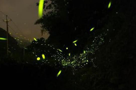 Giải mã bí ẩn về những đốm sáng lập loè ngoài nghĩa địa