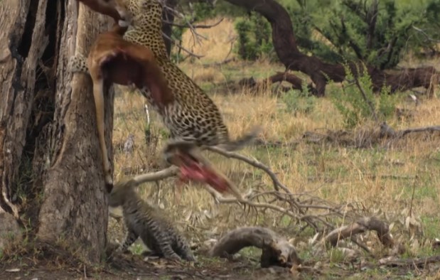 Clip: Tham ăn mất cảnh giác, báo hoa mai con suýt trở thành "bữa ăn" của đàn chó hoang châu Phi