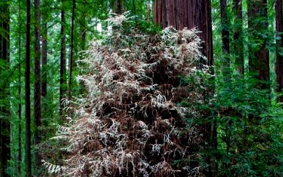Bí ẩn loài cây 'sống như hồn ma' khiến các nhà khoa học 'đau đầu'