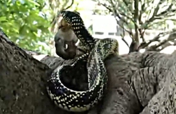 Clip: Rắn khổng lồ nuốt chửng 3 mẹ con nhà chuột chỉ trong một cú đớp