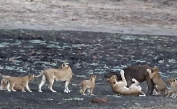 Clip: Sư tử mẹ bắt trâu về dạy đàn con nhỏ cách săn mồi