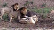 Clip: Con trâu sắp bị ăn thịt bỗng dưng sống sót bởi đàn sư tử tự nhiên tấn công lẫn nhau