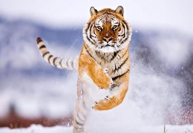 Tử vi ngày 15/6/2024 của 12 con giáp thứ 7: Dần nhiều lộc, Thìn được nâng đỡ