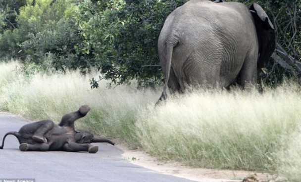 Clip: Chú voi con hờn dỗi giữa đường và cách xử lý tuyệt vời của voi mẹ