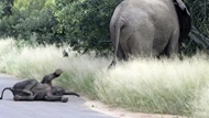 Clip: Chú voi con hờn dỗi giữa đường và cách xử lý tuyệt vời của voi mẹ