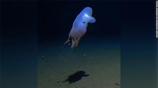 Bạch tuộc “tai voi” Dumbo siêu dễ thương xuất hiện dưới đáy biển sâu nhất từ trước đến nay ảnh 2