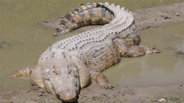 Cá sấu nước mặn Úc dễ dàng kéo một con bò xuống sông ăn thịt ảnh 1