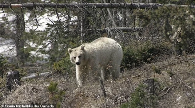 Gấu xám Bắc Mỹ có bộ lông trắng như tuyết cực kỳ quý hiếm xuất hiện ở Canada