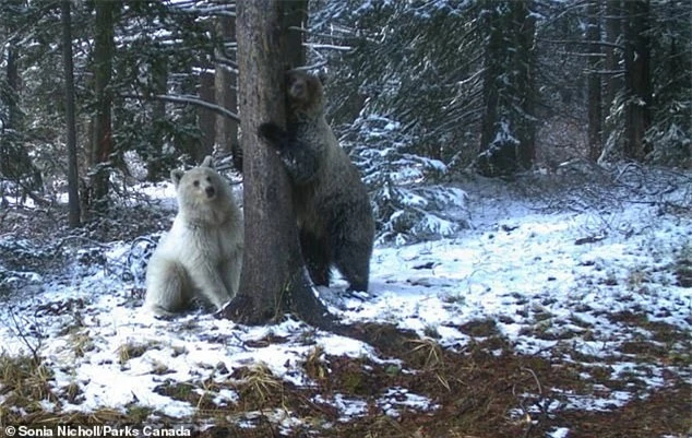 Gấu xám Bắc Mỹ có bộ lông trắng như tuyết cực kỳ quý hiếm xuất hiện ở Canada ảnh 1