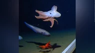 Clip: Bạch tuộc “tai voi” Dumbo siêu dễ thương xuất hiện dưới đáy biển sâu nhất từ trước đến nay
