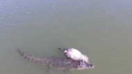 Clip: Cá sấu nước mặn Úc dễ dàng kéo một con bò xuống sông ăn thịt