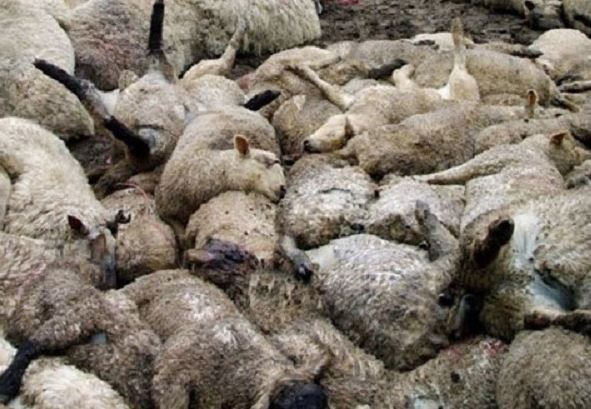 Bí ẩn hàng loạt vụ động vật 'chán đời' tự tìm đến cái chết, khoa học khó lý giải