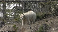 Clip: Gấu xám Bắc Mỹ có bộ lông trắng như tuyết cực kỳ quý hiếm xuất hiện ở Canada