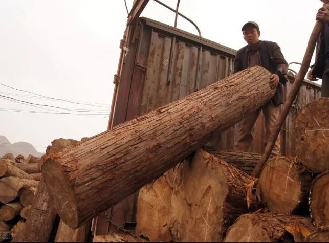 Một loại gỗ vùng nông thôn được gọi là ‘Gỗ Hoàng đế’, đắt hơn vàng: Nhiều người không biết đã dùng nó làm củi!
