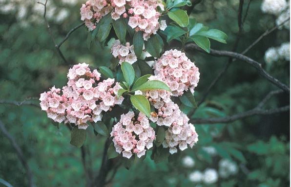 Loài hoa đẹp lộng lẫy nhưng lại có thể gây ra cái chết đau đớn