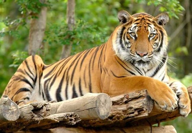 Những tuổi cuối năm làm ăn phát đạt, công việc kinh doanh suôn sẻ và túi tiền của bạn sẽ đầy ắp