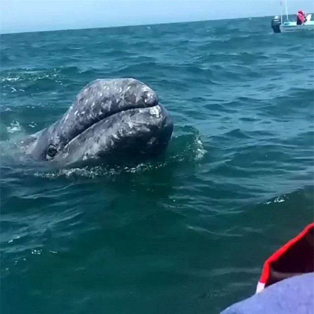 Khoảnh khắc thú vị cá voi xám bơi gần, nô đùa cùng khách du lịch ảnh 1 Khoảnh khắc thú vị cá voi xám bơi gần, nô đùa cùng khách du lịch ảnh 1