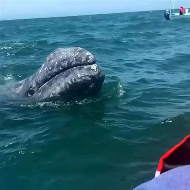 Khoảnh khắc thú vị cá voi xám bơi gần, nô đùa cùng khách du lịch ảnh 1