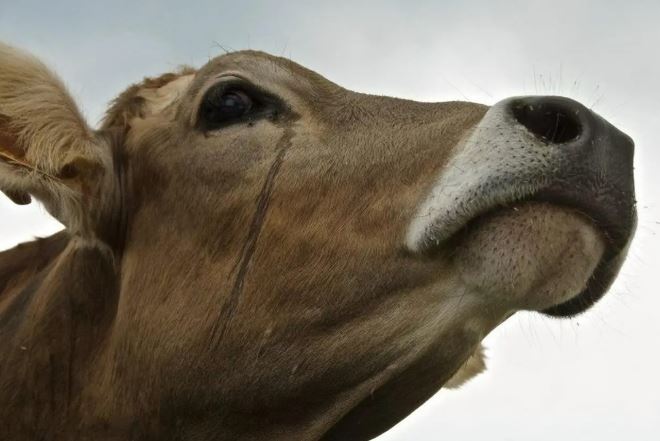 Tại sao bò khóc trước khi bị làm thịt? Động vật được thuần hóa có thực sự biết được số phận của mình không?