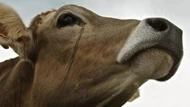 Tại sao bò khóc trước khi bị làm thịt? Động vật được thuần hóa có thực sự biết được số phận của mình không?