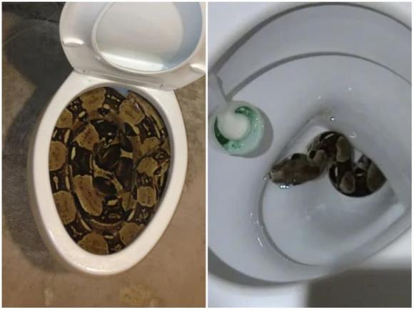 7 sinh vật ghê tởm luôn tìm cách đột nhập vào nhà bạn