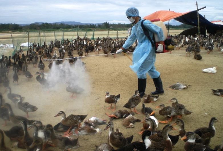 Tri&#x1EC3;n khai quy&#x1EBF;t li&#x1EC7;t, hi&#x1EC7;u qu&#x1EA3; c&#xE1;c gi&#x1EA3;i ph&#xE1;p ph&#xF2;ng, ch&#x1ED1;ng d&#x1ECB;ch b&#x1EC7;nh gia s&#xFA;c, gia c&#x1EA7;m