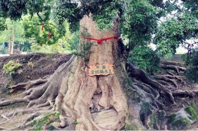 Loại gỗ quý hơn vàng, cây giống lại rẻ bèo nhưng tại sao không ai muốn trồng?