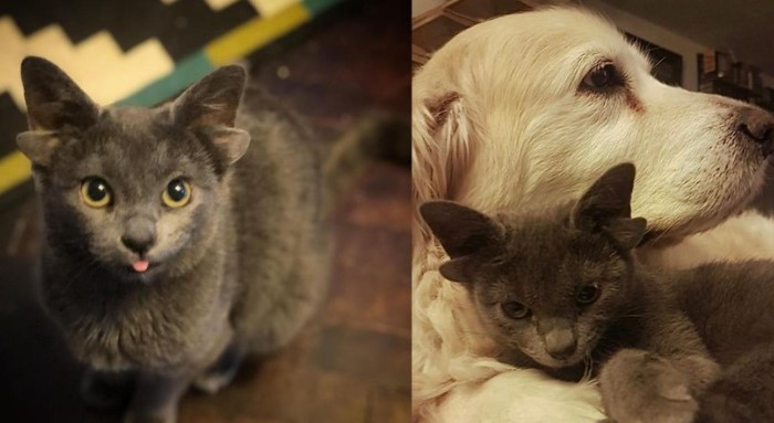 Chú mèo độc đáo có bốn cái tai, thích được chơi đùa cùng chó "tạo sóng" trên mạng xã hội