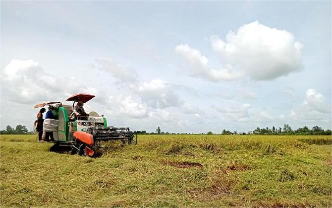 Xuất khẩu gạo khởi sắc, nông dân kỳ vọng vụ mùa bội thu