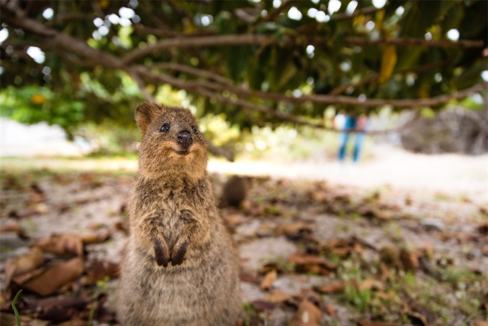 Cùng ngắm nụ cười rạng rỡ từ loài động vật có biệt danh là “hạnh phúc nhất thế giới“ ảnh 1 Cùng ngắm nụ cười rạng rỡ từ loài động vật có biệt danh là “hạnh phúc nhất thế giới“ ảnh 1