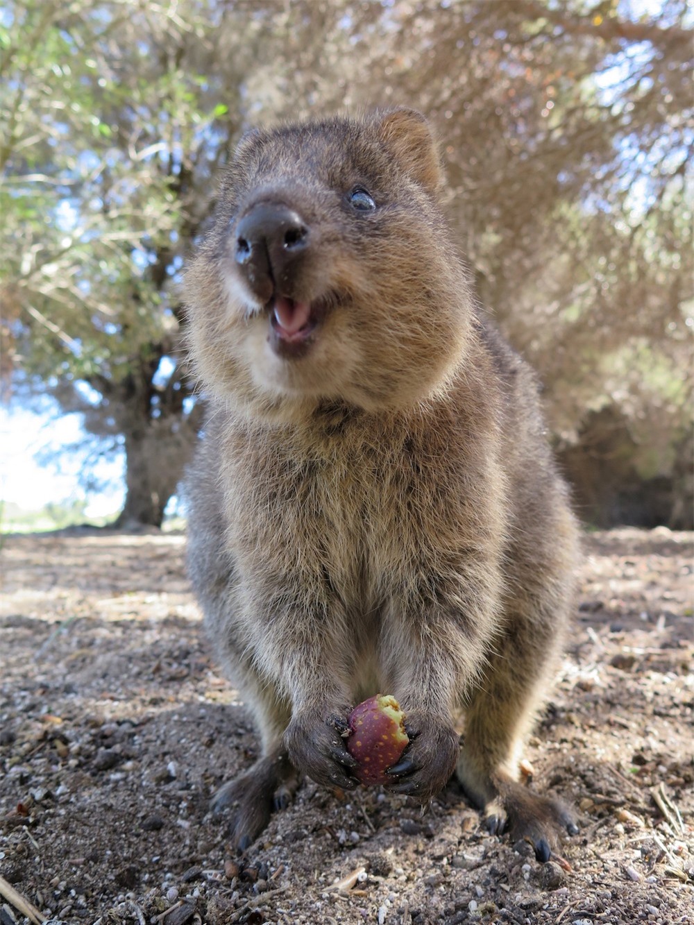 Cùng ngắm nụ cười rạng rỡ từ loài động vật có biệt danh là “hạnh phúc nhất thế giới“ ảnh 3 Cùng ngắm nụ cười rạng rỡ từ loài động vật có biệt danh là “hạnh phúc nhất thế giới“ ảnh 3