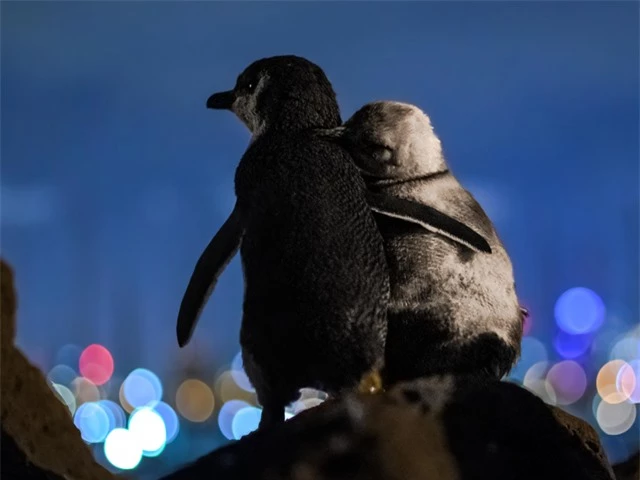 Xúc động hình ảnh cặp chim cánh cụt vỗ về, tận hưởng khoảnh khắc cùng nhau ảnh 1