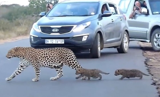 Clip: Báo hoa mai mẹ ân cần dìu con nhỏ băng qua đường