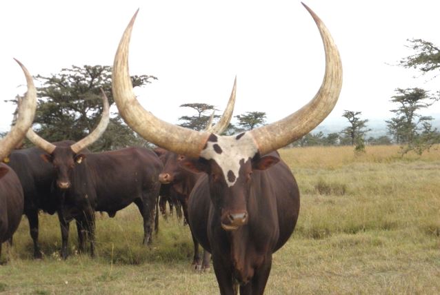 Loài động vật có cặp sừng lớn nhất thế giới, cả bộ tộc bất chấp bỏ mạng để bảo vệ