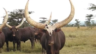 Loài động vật có cặp sừng lớn nhất thế giới, cả bộ tộc bất chấp bỏ mạng để bảo vệ