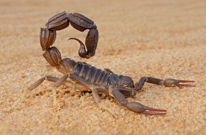 Tại sao bọ cạp là đứng đầu trong ngũ độc, vượt mặt cả loài rắn rết?
