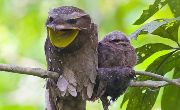 Cú muỗi mỏ cặp: Loài chim kỳ lạ, bậc thầy ngụy trang trong tự nhiên