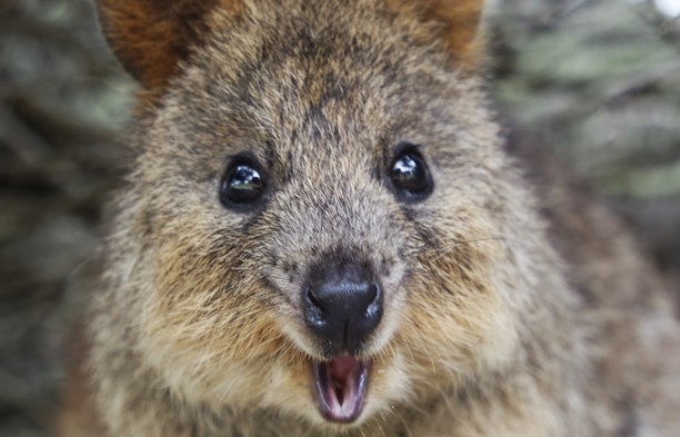 Cùng ngắm nụ cười rạng rỡ từ loài động vật có biệt danh là “hạnh phúc nhất thế giới“