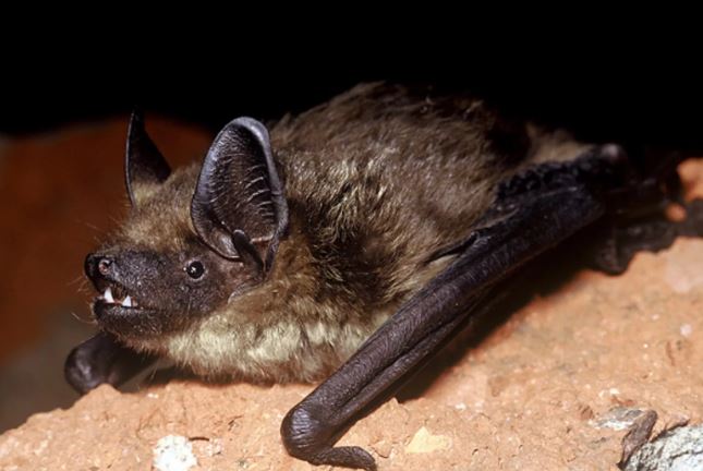 Loài dơi có 'của quý' khổng lồ với thời gian giao phối tới 12 giờ, chưa từng thấy ở động vật có vú trước đây