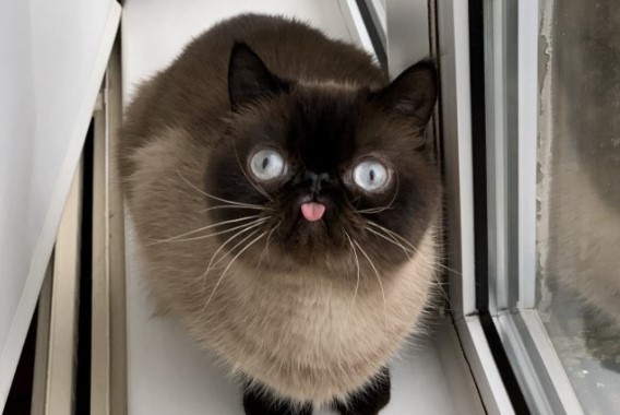 Gặp chú mèo “cute” thích lè lưỡi khi chụp ảnh