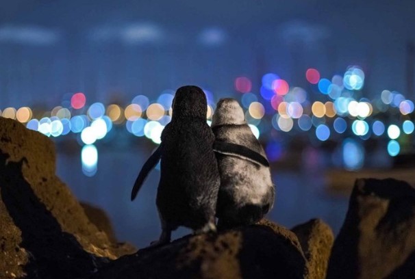 Xúc động hình ảnh cặp chim cánh cụt vỗ về, tận hưởng khoảnh khắc cùng nhau