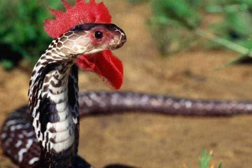 C&#xF3; nh&#x1EEF;ng sinh v&#x1EAD;t b&#xED; &#x1EA9;n n&#xE0;o tr&#xEA;n tr&#xE1;i &#x111;&#x1EA5;t m&#xE0; h&#x1EA7;u h&#x1EBF;t con ng&#x1B0;&#x1EDD;i ch&#x1B0;a t&#x1EEB;ng ti&#x1EBF;p x&#xFA;c?