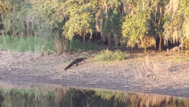 Clip: Cá sấu tạo bất ngờ, bứt tốc trên mặt đất