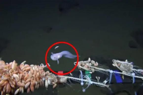 Dưới đáy rãnh Mariana, nơi sâu nhất trên Trái đất có gì? Tại sao nó lại sâu đến thế?