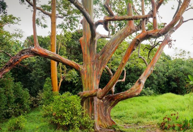 Giống bạch đàn kỳ lạ nhất thế giới: 7 sắc cầu vồng, có khả năng sát trùng cực mạnh!