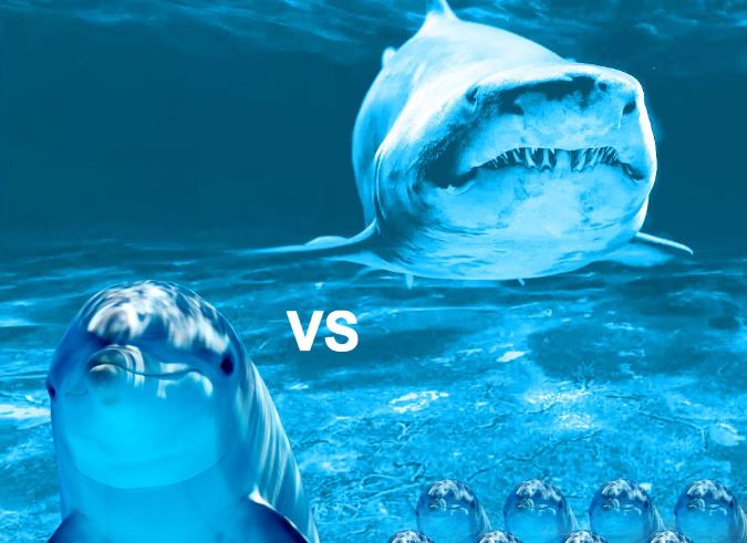 Vì sao cá mập lại sợ cá heo?