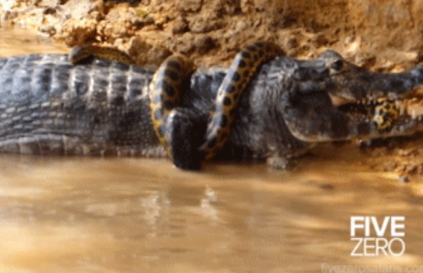 Clip: Cá sấu bắt được trăn Anaconda nhưng bị phản công bất ngờ