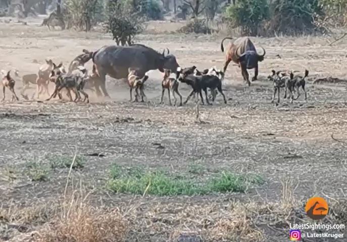 Kinh hãi cảnh bầy chó hoang vây bắt và hạ gục trâu rừng cực chóng vánh
